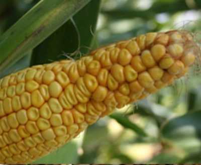 Corn Ear Malformations: A Briefing on the Possible Causes